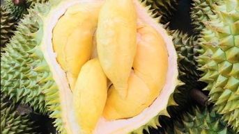 Sầu Thái tăng nhẹ tại miền Đông Nam Bộ