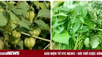 Ăn rau tầm bóp có tác dụng gì?