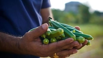 Những lợi ích không ngờ từ đậu bắp