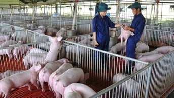 Giá thịt lợn tăng sau bão, cổ phiếu nhóm chăn nuôi tăng khi thị trường chứng khoán giảm