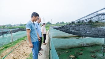 Nuôi cá rô đồng, nuôi ếch dày đặc chung một ao, một ông nông dân Bắc Giang phát tài, bán hút hàng