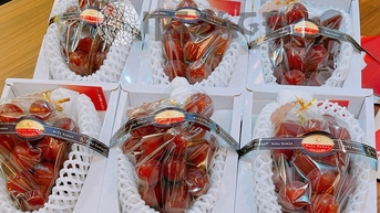 មនុស្ស​ជា​ច្រើន​តម្រង់​ជួរ​ដើម្បី​ទិញ​ទំពាំង​បាយ​ជូរ​ជប៉ុន​ថ្លៃ​បំផុត​ក្នុង​ពិភពលោក​ក្នុង​តម្លៃ​១២​លាន​ដុង​ក្នុង​មួយ​គីឡូក្រាម