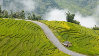Cung đường ở Lào Cai mùa lúa chín gây sốt, khách ngỡ ‘chốn bồng lai’