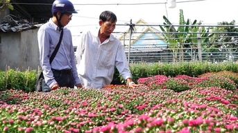 Cúc mâm xôi đa sắc bán Tết được nhiều thương lái săn lùng