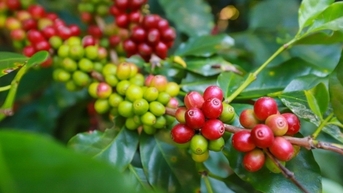 Nguyên nhân nào khiến thị trường cà phê biến động?