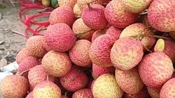 Vải thiều mất mùa đơn hàng vẫn tăng, doanh nghiệp lo thiếu hàng xuất khẩu