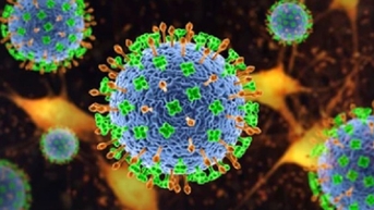 Vi rút Nipah nguy hiểm như thế nào?