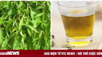 Uống nước lá đinh lăng mỗi ngày có tốt?