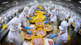 Xuất khẩu tôm, cá tăng tốc đón ‘mùa vàng’ tỷ USD