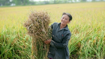 Không chỉ có gạo, nông dân còn bán tín chỉ carbon