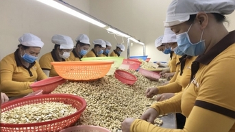 Mỹ vẫn là khách hàng lớn nhất của ngành điều Việt Nam
