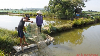 Quảng Ngãi: Nắng nóng, nguy cơ vụ nuôi tôm ảm đạm