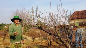 Làm giàu từ trồng đào cảnh