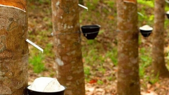 Cao su giao dịch sôi động trong ngày thị trường nghỉ lễ Giáng sinh