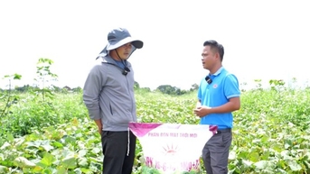 Bí quyết trồng khoai lang giúp lợi nhuận tăng gần 3 lần