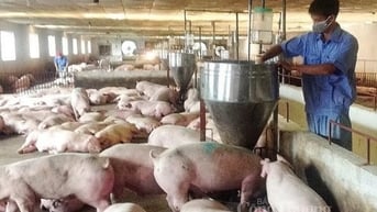 Giá heo hơi hôm nay 28/9/2024: Tăng, giảm 1.000