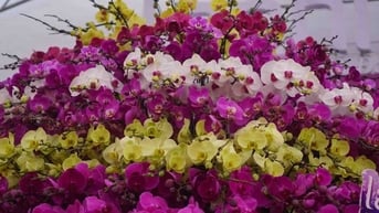 Cận cảnh chậu lan hồ điệp mạ vàng rao bán gần 4 tỉ đồng ở Hà Nội