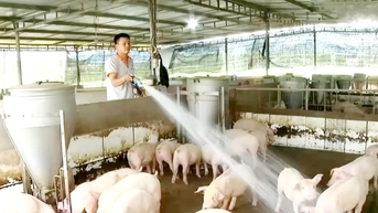 Tiêu thụ thịt heo thấp, sao heo nuôi, vật nuôi chủ lực ở Bà Rịa-Vũng Tàu giá bán dạng hơi vẫn cao?