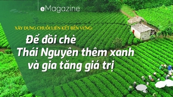 Để đồi chè Thái Nguyên thêm xanh và gia tăng giá trị