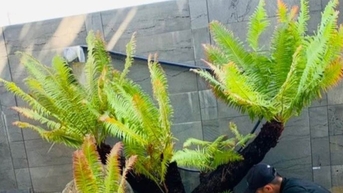 &amp;amp;apos;Hô biến&amp;amp;apos; cây dại mọc đầy đường thành bonsai giá tiền triệu, đắt khách dịp Tết