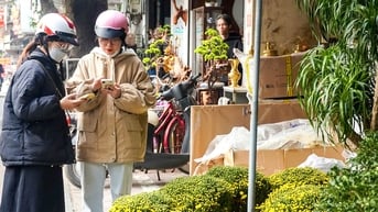 Cúc mâm xôi Sa Đéc tràn phố phường Hà Nội, giá hấp dẫn