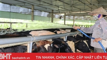 Nắng nóng gay gắt, nông dân Hà Tĩnh tăng cường sức đề kháng cho vật nuôi