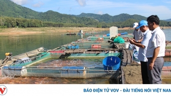 Hiệu quả từ nuôi cá điêu hồng ở hồ thủy lợi miền núi Bình Định