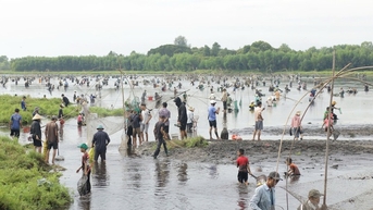 Cận cảnh hàng trăm người phá trằm bắt cá, huyên náo Trà Lộc