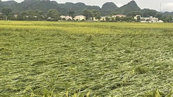 Nhanh chóng phục hồi sản xuất nông nghiệp sau bão số 3 và mưa lũ