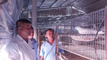 Nuôi chim bồ câu Pháp, bồ câu Xiêm đẻ sòn sòn, ông nông dân Long An cản chả kịp, hưởng lương cao