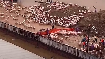 "Giải cứu" 5.000 con lợn khỏi dòng nước lũ sông Đuống ở Bắc Ninh, lộ ra trang trại chăn nuôi gần nhà máy nước sạch