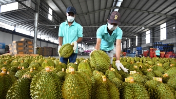 Dừa, sầu riêng Việt sang Trung Quốc có thể rẻ hơn