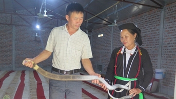 Nuôi rắn hổ mang, con động vật hoang dã ở vùng núi Tam Đảo Vĩnh Phúc, chồng cầm đầu, vợ nắm đuôi