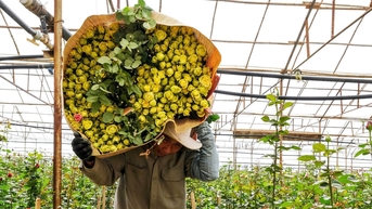 Hoa hồng Đà Lạt tăng giá liên tục trước Ngày Nhà giáo Việt Nam