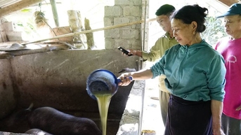 Lợn đen to bự, con đặc sản quý hiếm nuôi thành công ở Lào Cai, cứ nói bán thương lái mua hết sạch