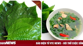 Lá lốt trị bệnh gì?