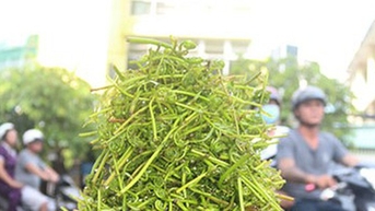 Rau choại, loại rau dại đọc tên đau mồm ở Đồng Tháp Mười của Tiền Giang nay là rau đặc sản nhà giàu