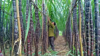 Son La Sugarcane (SLS) បង់ភាគលាភជាសាច់ប្រាក់ក្នុងអត្រា 200%