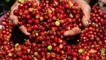 Giá cà phê Robusta giảm sâu kỷ lục