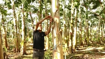 Liều trồng chuối Thái, trổ buồng to trái bự, một nông dân Đắk Nông hưởng lương 300 triệu/năm