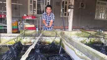 Lươn đồng Tiền Giang, con động vật chui rúc ngoài ruộng, đem nuôi ở chuồng heo, toàn con to bự