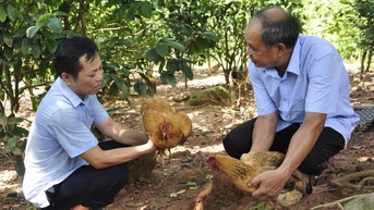 Nuôi gà đặc sản dưới tán cây trà hoa vàng, tưởng liều, ai ngờ nông dân Quảng Ninh lãi gấp đôi