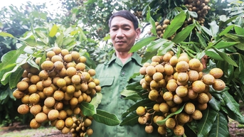 ឌិកូដ​បាតុភូត សឺន ឡា ក្លាយ​ជា​ដំណាំ​ផ្លែឈើ​នៃ​ភូមិភាគ​ពាយ័ព្យ