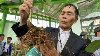 Xây dựng thương hiệu chung sâm Việt Nam hay làm riêng lẻ sâm Ngọc Linh, sâm Lai Châu?
