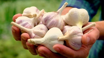Chuyên gia chia sẻ cách tốt nhất để ăn tỏi nhằm tối đa hóa lợi ích
