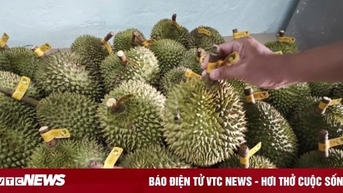 ទុរេន​វៀតណាម​លក់​តែ​ឯង​តម្លៃ​កប់​ពពក