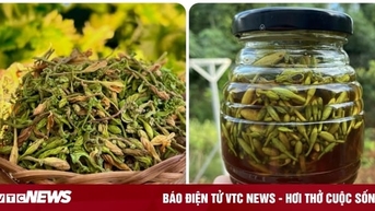 Chuyên gia hướng dẫn cách sử dụng hoa đu đủ đực ngâm mật ong