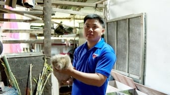 Con dúi mốc, heo rừng, 2 con động vật hoang dã mới lạ nuôi ở Trà Vinh, dúi thịt bán 800.000 đồng/kg