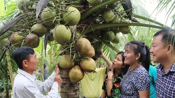 លើកទី១ ប្រារព្ធពិធីបុណ្យដើមដូងក្រមួន ១០០ឆ្នាំ នៅត្រាវិញ