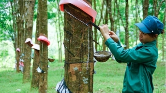 Giá cao su kỳ hạn điều chỉnh trái chiều